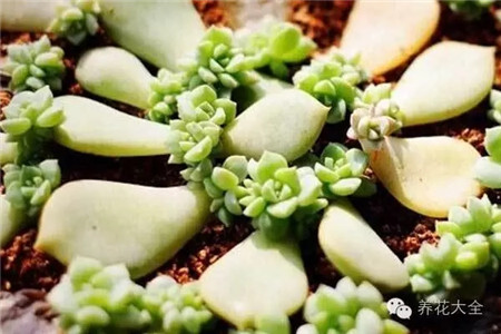 教你一些养花的小技巧