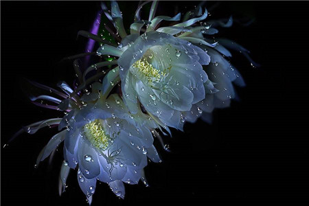 昙花秋季可以修剪吗