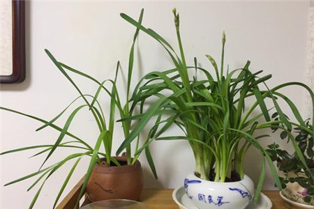 水仙花有什么颜色还有什么特征和特点