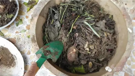 教你一些养花的小技巧
