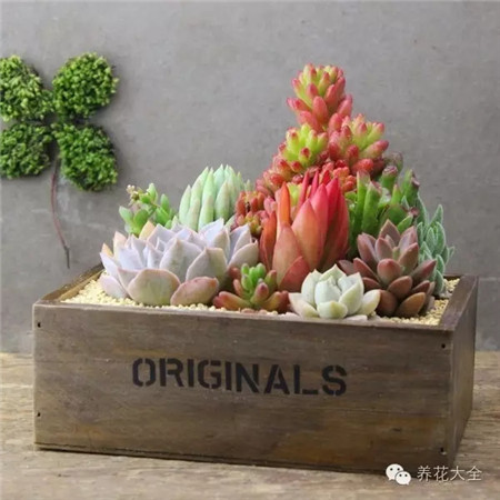 教你一些养花的小技巧