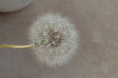 蒲公英的禁忌与作用