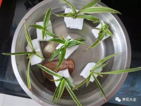 吊兰怎么扦插?