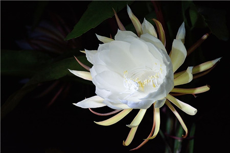 昙花秋季可以修剪吗