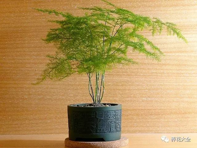 北边阳台适合养什么花