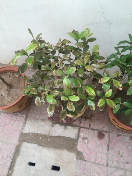 栀子花换土后叶子干枯了怎么办