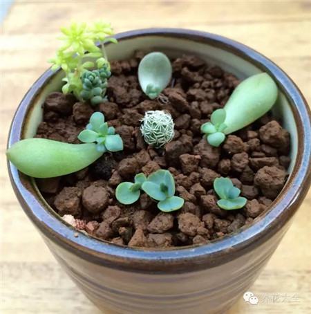 教你一些养花的小技巧