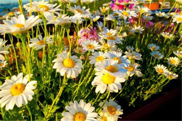 秋季怎么给花卉浇水(秋季如何给花施肥)