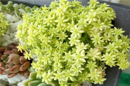 多肉的养殖方法和浇水