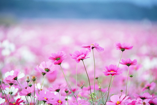 格桑花的花语及传说(格桑花的寓意是什么花语)