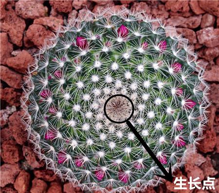 花开结果皎月团圆遇贵和合作事周全