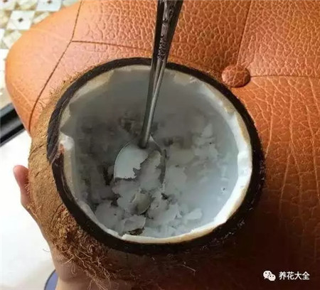 有什么可以做花盆