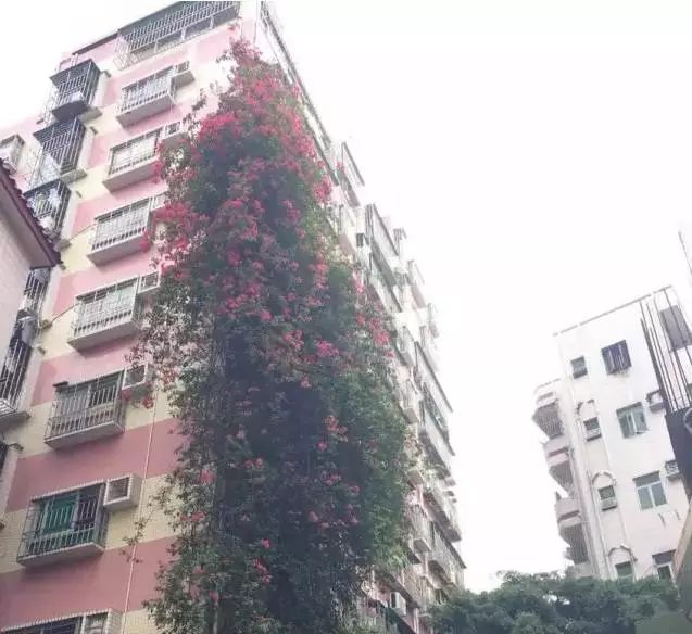 十大爬藤的花