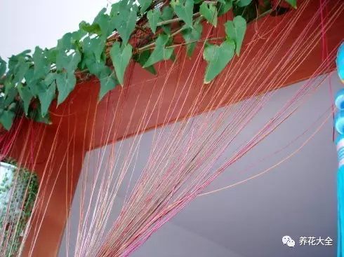 十大爬藤的花