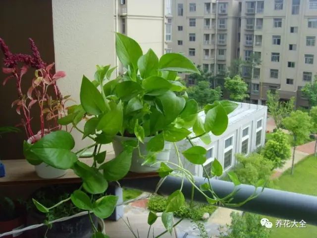 北边阳台适合养什么花