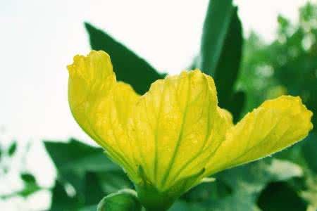丝瓜花什么时候开花?