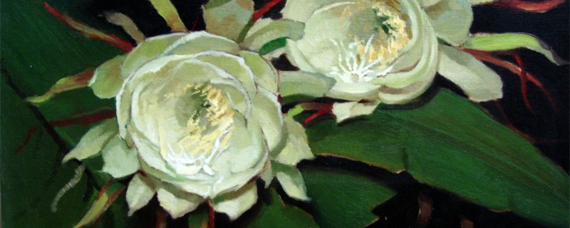 昙花秋天怎么养(昙花秋季可以修剪吗)