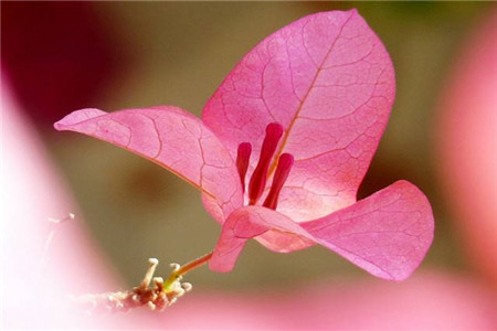 三角梅怎么养才能开花