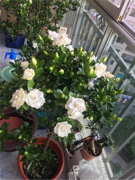 花开结果皎月团圆遇贵和合作事周全