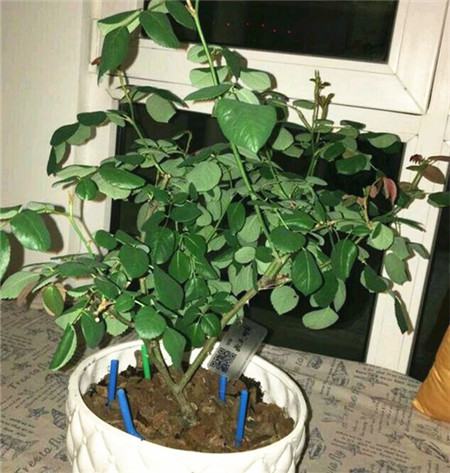花开结果皎月团圆遇贵和合作事周全