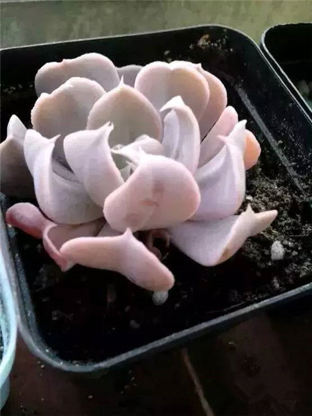 特玉莲可以叶插吗