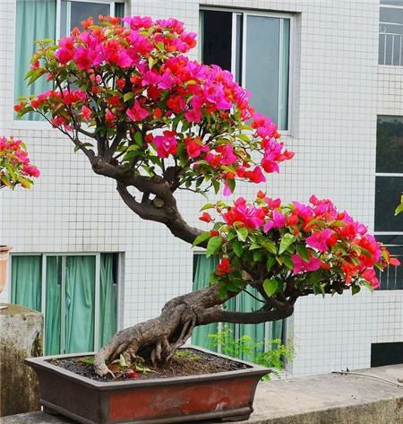 三角梅图片 手绘