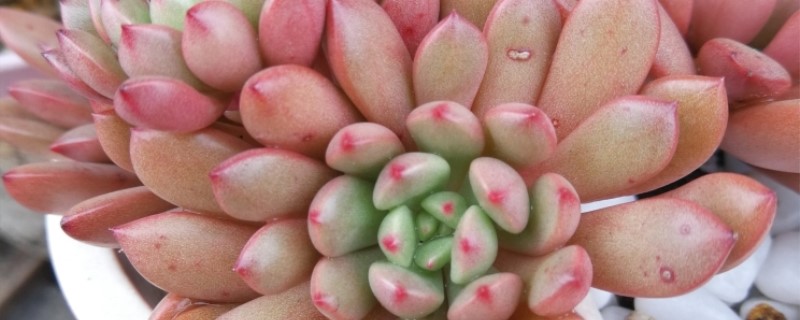 大叶红宝石怎么养(大叶红宝石花图片)