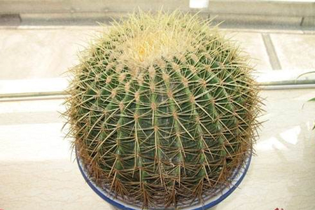 仙人球会开花吗