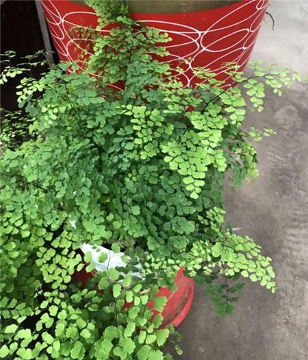 家庭养花风水禁忌
