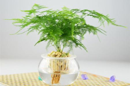 文竹水培好养活吗