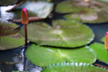 延药睡莲可以放在卧室吗
