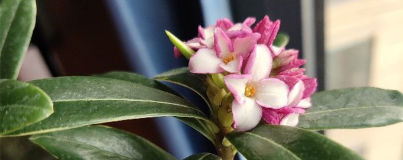 瑞香花可以在室内养吗(瑞香花放在屋里对人有害吗)