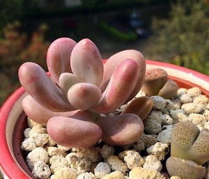 桃美人好养吗?