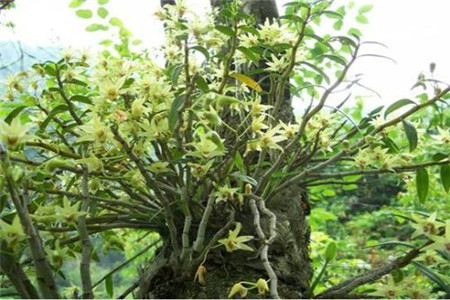 农广天地铁皮石斛种植技术