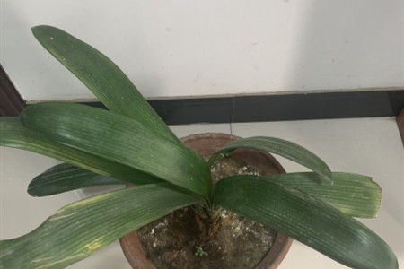 君子兰换盆时间和方法视频