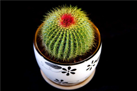 仙人球会开花吗