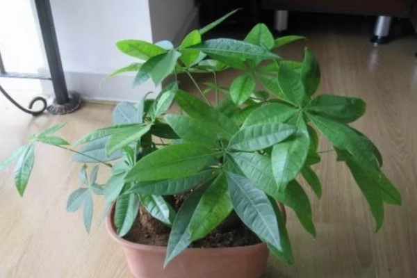 发财树不用买掐个枝插土里就活10天冒出大白根！(发财树枝条插土里能活吗)