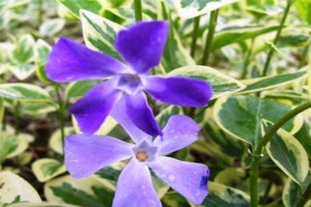 花叶蔓长春怎么养才能开花