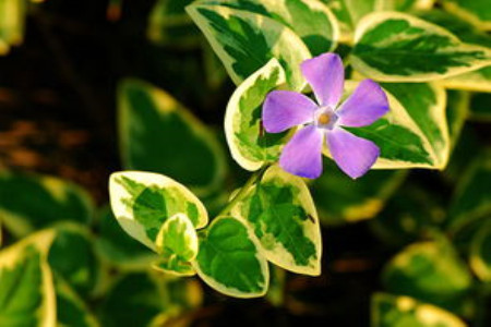 花叶蔓长春怎么养才能开花