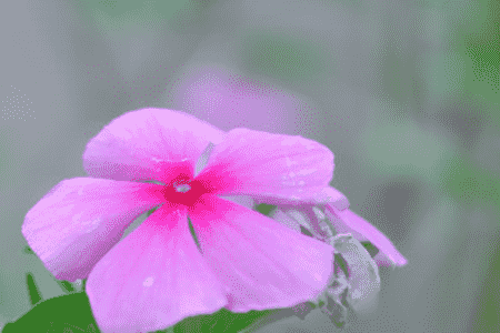 长春花开花后如何修剪