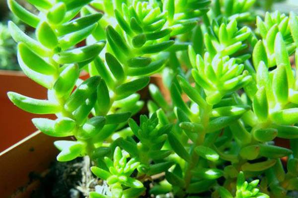 白花小松生虫子怎么办常见虫害及防治方法(白花小松怎么修剪)