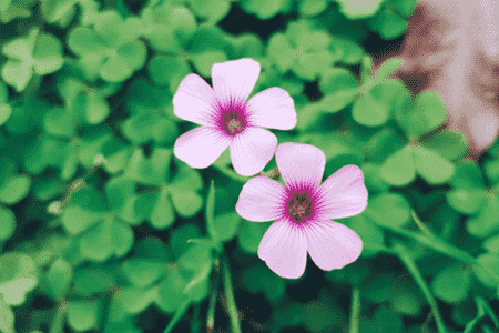 长春花开花后如何修剪