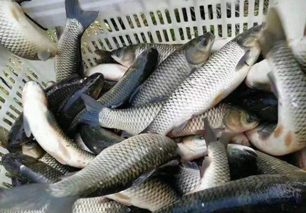 草鱼怎么去腥味如何挑选新鲜草鱼(草鱼怎样除腥)