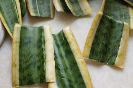 虎皮兰能否水培