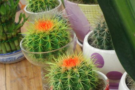仙人球会开花吗