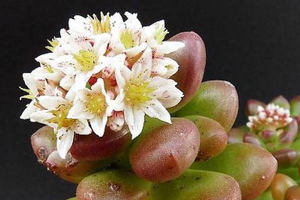 各个品种多肉植物开花该如何应对(多肉类开花)