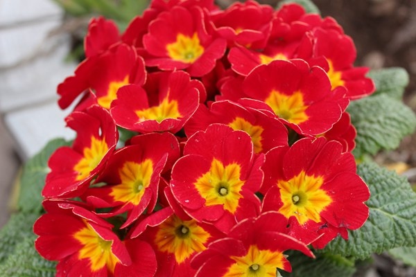 如何使报春花在元旦开花(报春花如何过冬)