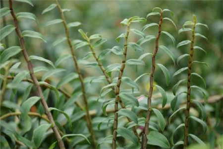 农广天地铁皮石斛种植技术