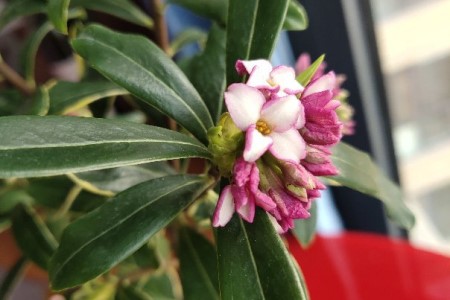 瑞香花放在屋里对人有害吗