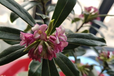 瑞香花放在屋里对人有害吗